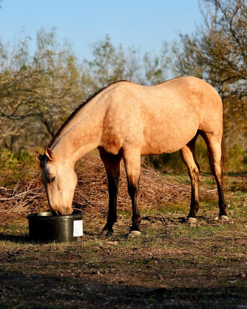 Star - rescued horse